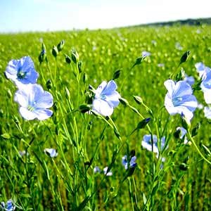 flax-Seed